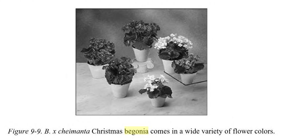 B. ‘x cheimantha’